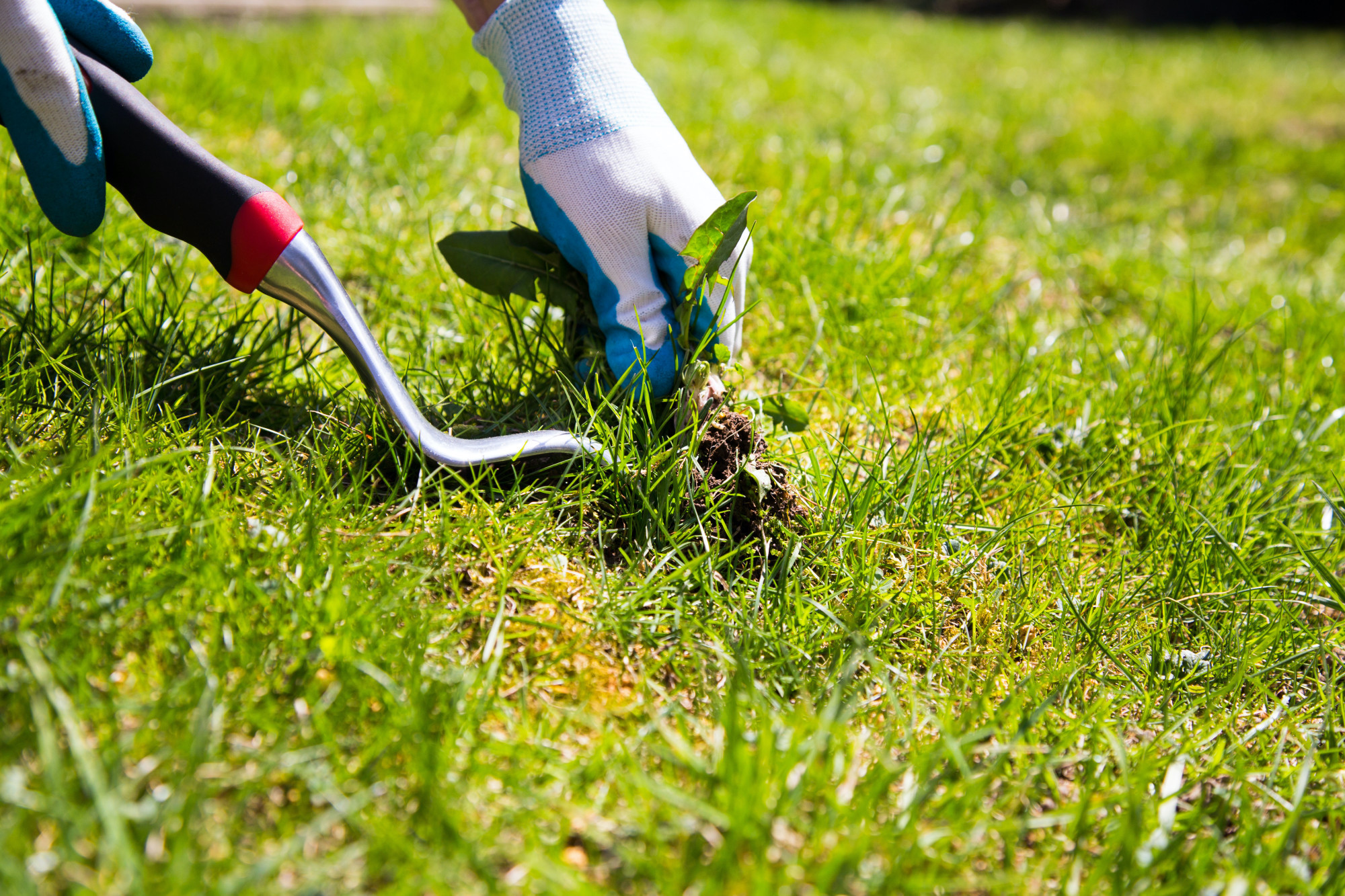 Lawn Care