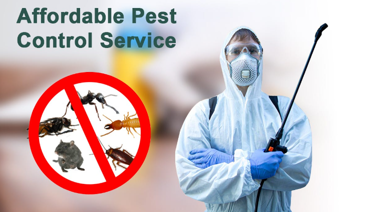 Affordable Pest Control Solutions: Effective, Reliable, and Budget-Friendly