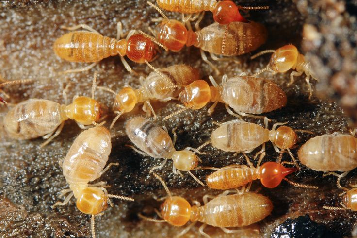 best pest control near me