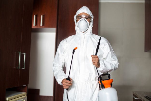 Pest Control Near Me