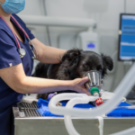 Pet Surgery Near You in Encino